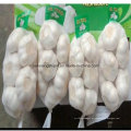 China New Colheita Fresh Garlic Small Bag Embalagem Atacado